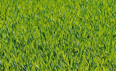 Royalty-Free photo: Close-ups of green grass | PickPik