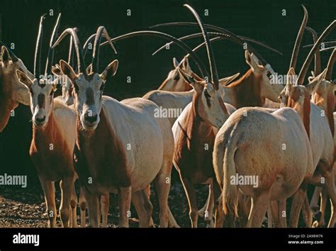 SCHIMITAR-HORNED ou SAHARA ORYX Oryx dammah groupe animaux de reproduction captifs. Zoo de ...