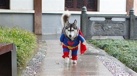 Incredible Dog Costumes Inspired by the Movies (16 pics)