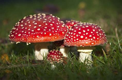 A Fly Agaric (Amanita Muscaria) Emerges From Its Vulva | lupon.gov.ph