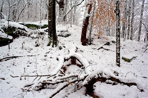 Winter Forest Stock 20 by AreteStock on DeviantArt
