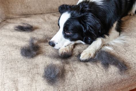 6 Causes of Dog Shedding and How to Control It | The Village Vets