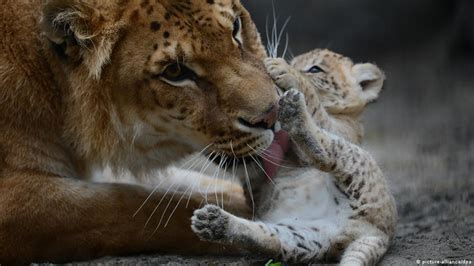 Liger cub Tsar born in Russian touring zoo | News | DW | 29.01.2017