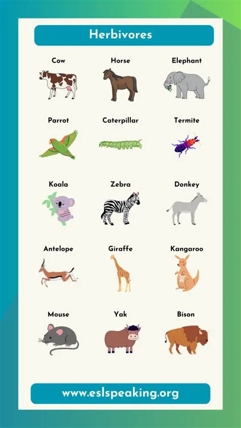 Examples of Herbivores List | Herbivorous Animal Names