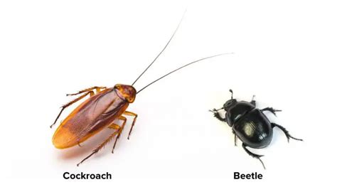 Cockroach vs. Beetle: 5 Differences | APB