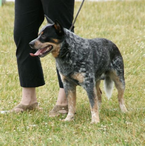 Blue Heeler Dog Breed Temperament Diet And Training - Platpets ...