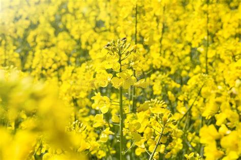 Rapeseed Flowers on Field. Blooming Canola Flowers Stock Photo - Image ...