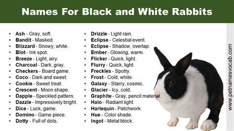 Names For Black and White Rabbits - Pet Names Vocab