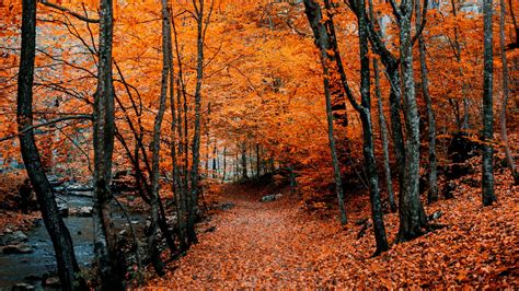 Download wallpaper 1920x1080 autumn, path, foliage, forest, trees ...