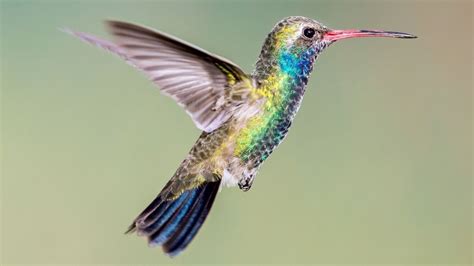 Hummingbirds Found In Arizona: Identification And Characteristics