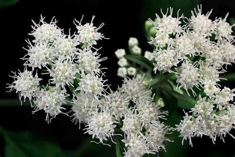 White Snakeroot Poisoning in Horses - Symptoms, Causes, Diagnosis ...