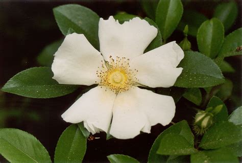 georgia state flower cherokee rose - Lucie Fry