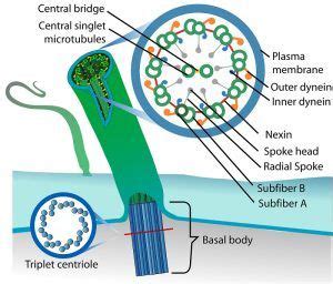 Cilium - Definition, Function and Structure | Biology Dictionary | Plant and animal cells ...