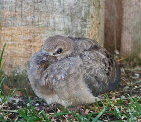 Boise Daily Photo Garden Shot: Baby Mourning Dove