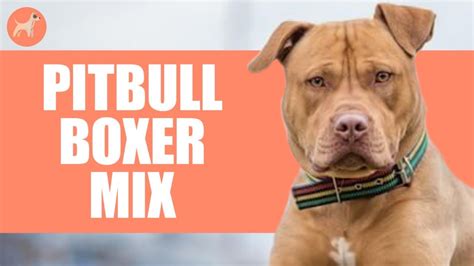 Boxer Rottweiler Pitbull Mix