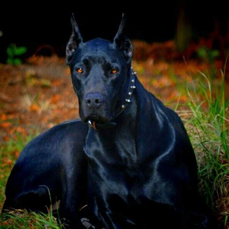 DoberDane, Nyx | Black doberman, Doberman mix, Doberman dogs