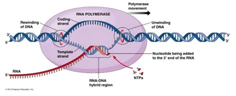 DNA Transcription: Steps and Mechanism • Microbe Online