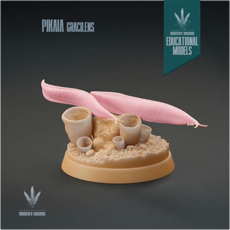 3D Printable Pikaia gracilens : Primitive Fish-like Animal by Miniature Museum