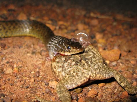 Debunking Myths about Cane Toad Impact