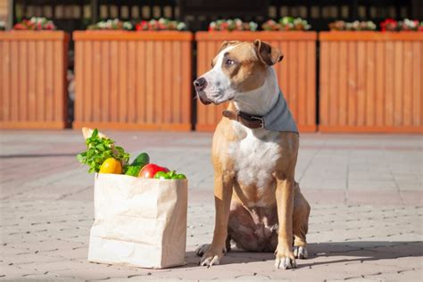 How Much to Feed a Pitbull (Puppy & Adult Feeding Chart)