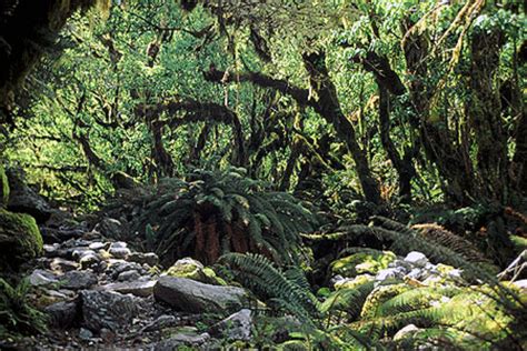 Beech Forest New Zealand photo