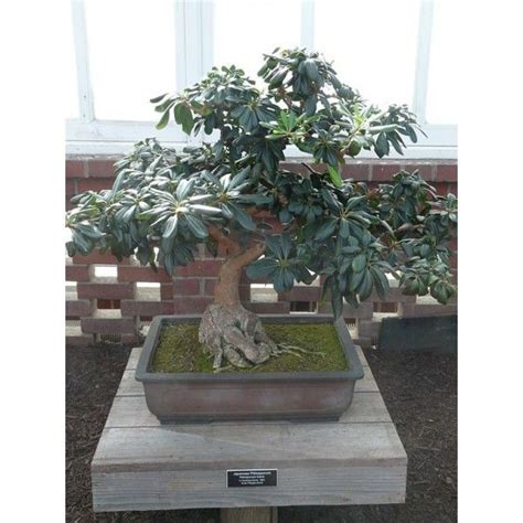 pittosporum tobira bonsai | Evergreen hedge, Bonsai, Mock orange