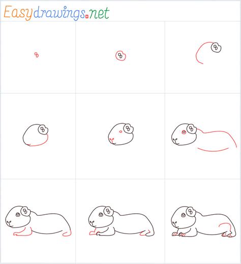 How To Draw A Guinea Pig Step by Step - [9 Easy Phase]