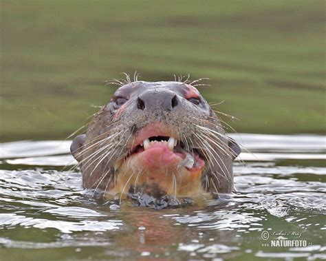 Giant Otter Photos, Giant Otter Images, Nature Wildlife Pictures ...