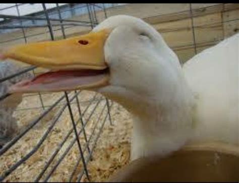 Pin by Ralphup on DUCK !!! | Smiling animals, Laughing animals, Animals