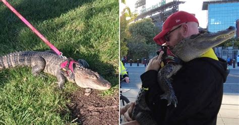 Philadelphia: Emotional support alligator barred from baseball game | US News | Metro News