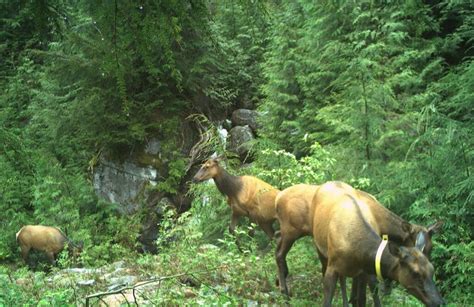 Metro Vancouver wildlife camera program paints a stunning picture | News