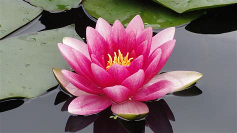 Water Lotus Wallpapers - Top Free Water Lotus Backgrounds - WallpaperAccess