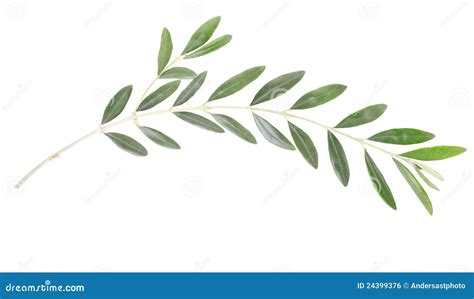 Olive branch stock photo. Image of olive, food, background - 24399376