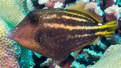 Filefish Species, All about these Caribbean Dive Buddies