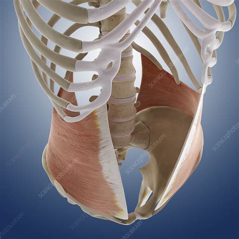 Abdominal muscle, artwork - Stock Image C013/4560 - Science Photo Library