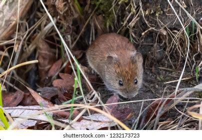 Red Backed Vole Stock Photo 1232173723 | Shutterstock