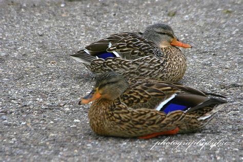 Ducks In Ohio by Rick Buzalewski