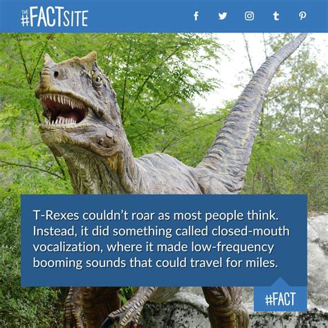 Weird Facts Funny Facts Tyrannosaurus Rex Facts Dinos - vrogue.co