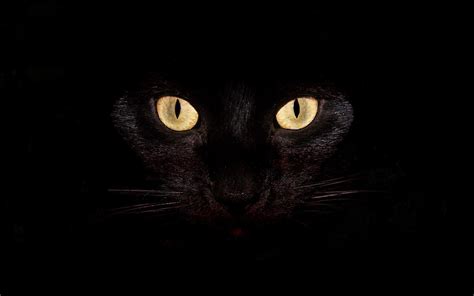 Photography of cat eye HD wallpaper | Wallpaper Flare