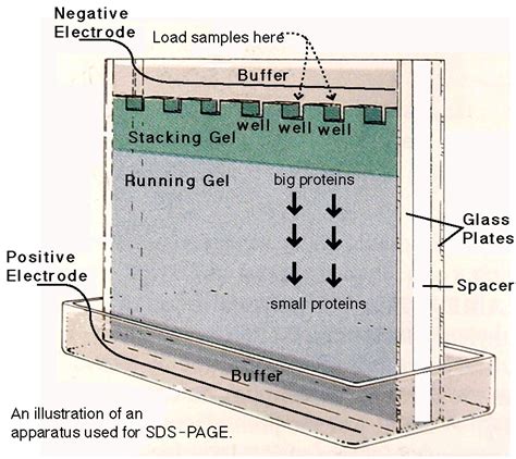 Sds Page Electrophoresis Principle