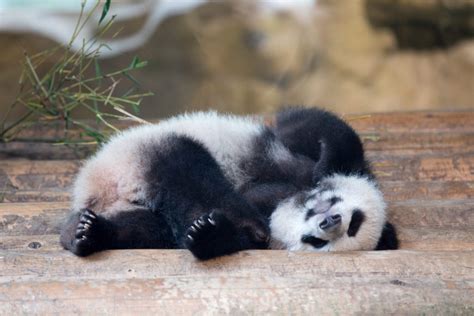 baby panda is sleeping on his back - MyStart