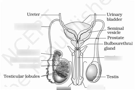 Male external genitalia and accessory ducts Diagram | Quizlet