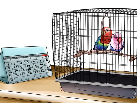 How to Care for a Lovebird: 8 Steps (with Pictures) - wikiHow