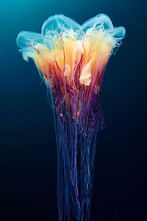 Look at All These Insane Deep-Sea Creatures Biologist Just Found In ...