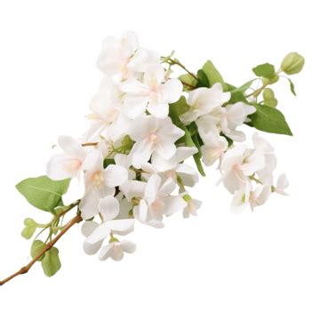 Coral Vine White Flower, White Flower, Beautiful, Flower PNG Transparent Image and Clipart for ...