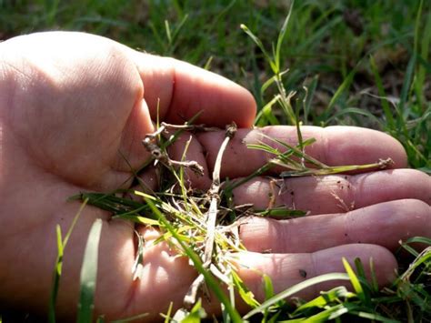 Crabgrass vs Quackgrass: What’s Growing in Your Lawn?