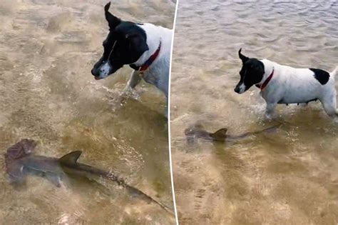 Brave dog and baby shark spotted splashing together in adorable video - seemayo