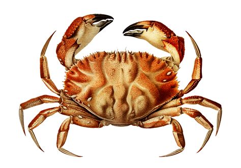 Dungeness crab - Download Free Vectors, Clipart Graphics & Vector Art