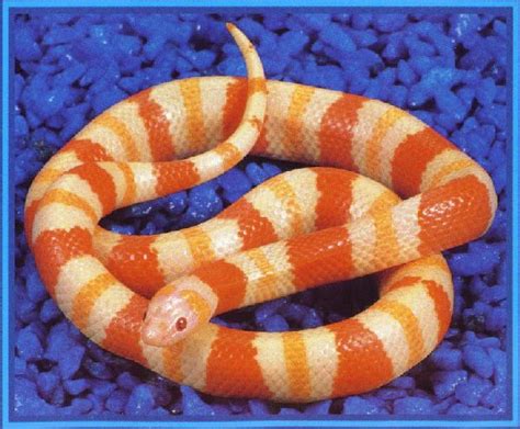 kingsnake.com - The Captive Breeding of Colubrid Snakes