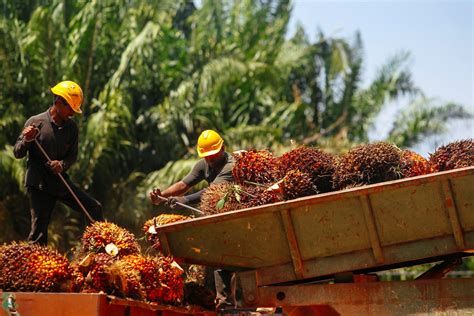 Sektor ladang kelapa sawit kekurangan 200,000 buruh asing - Utusan Malaysia